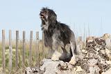 PETIT CHIEN LION 061